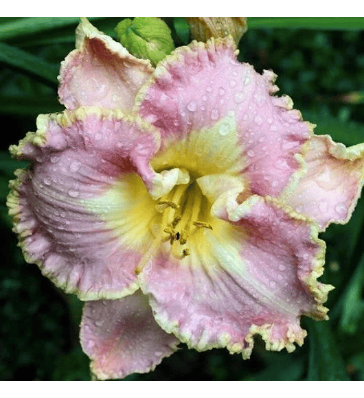 Hemerocallis Lilac Tutu
