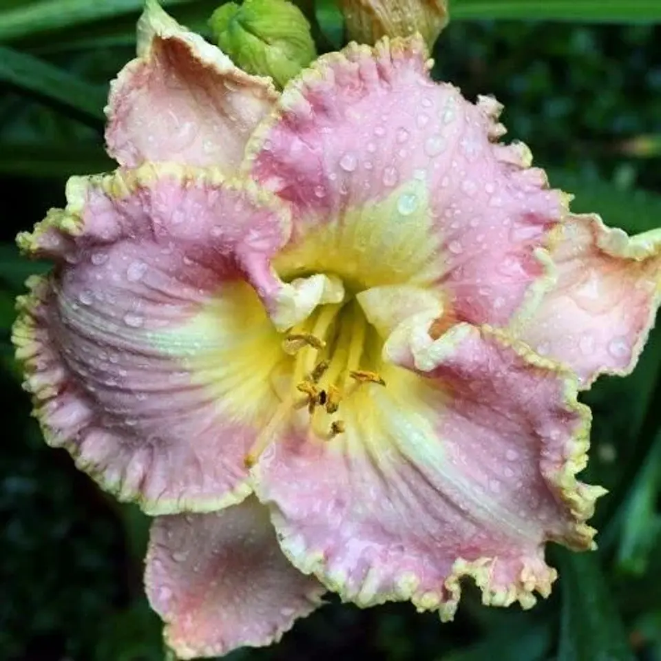 Hemerocallis Lavander Tutu 1