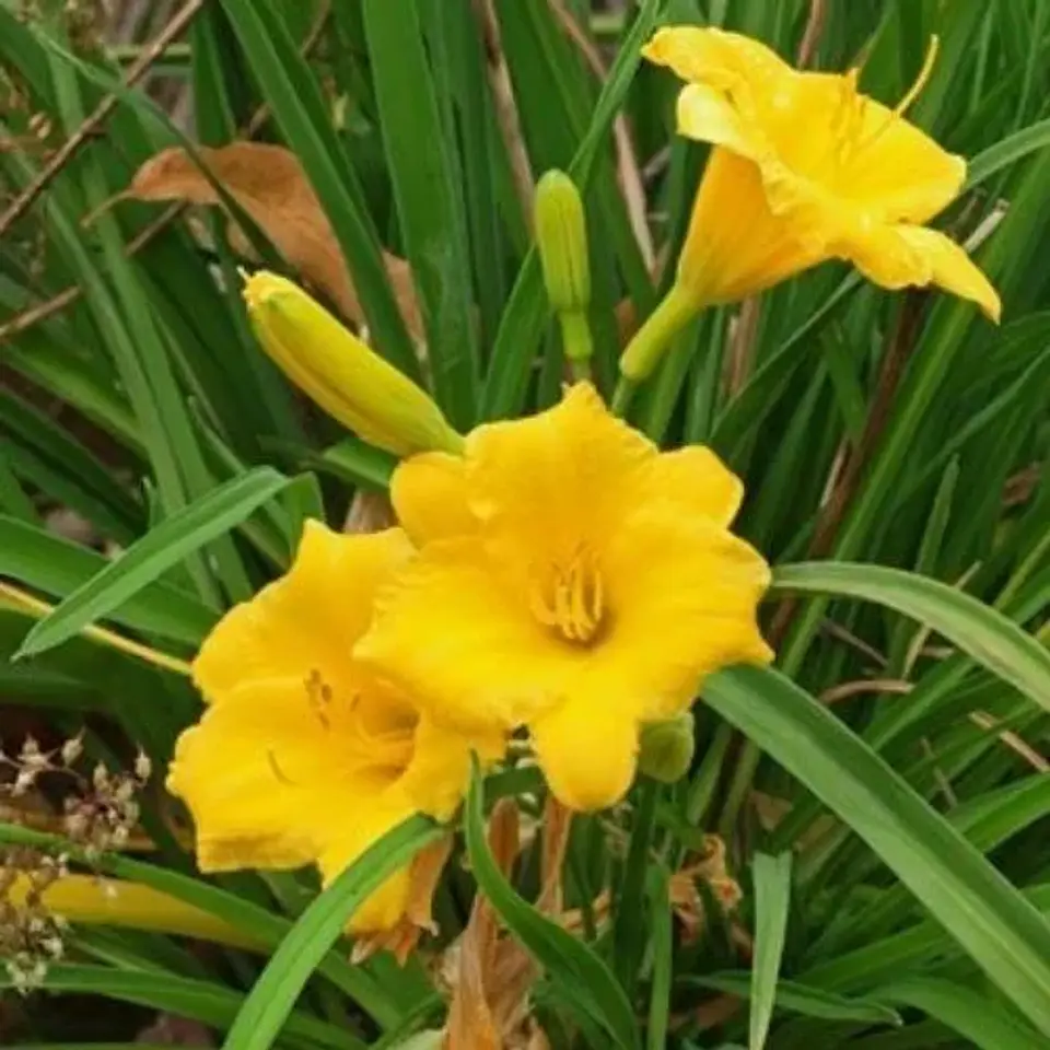Hemerocallis Mini Stella 1