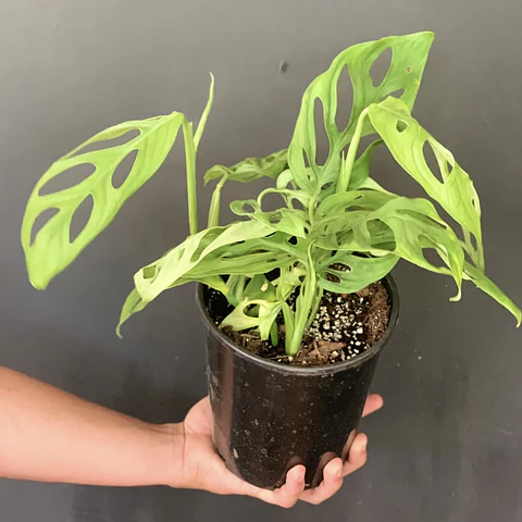 Monstera Adansonii
