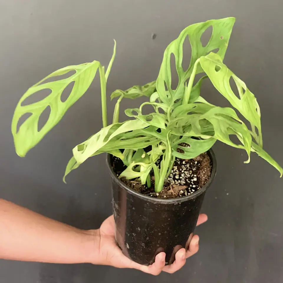 Monstera Adansonii 1