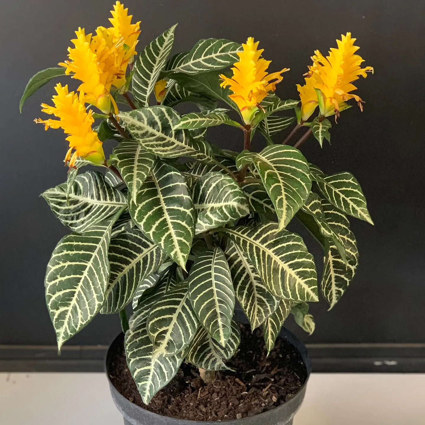 Afelandra 5