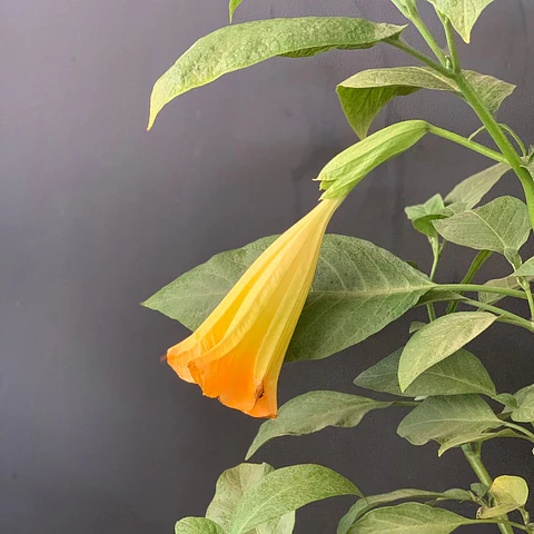 Floripondio