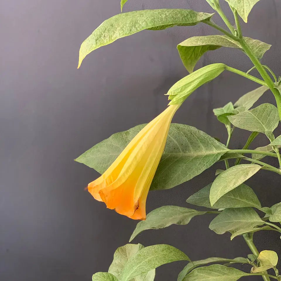 Floripondio 1