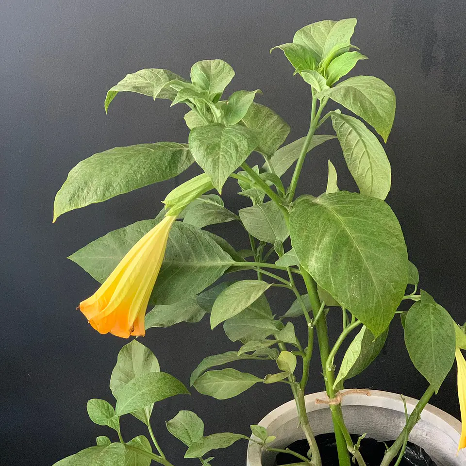 Floripondio 2