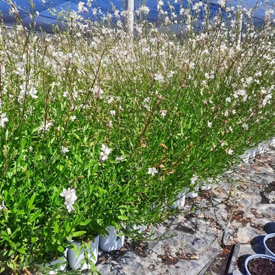 Gaura blanco 1