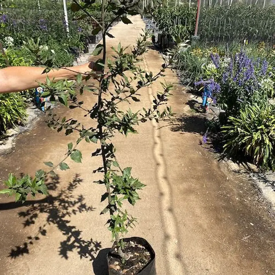 Encino negro 1