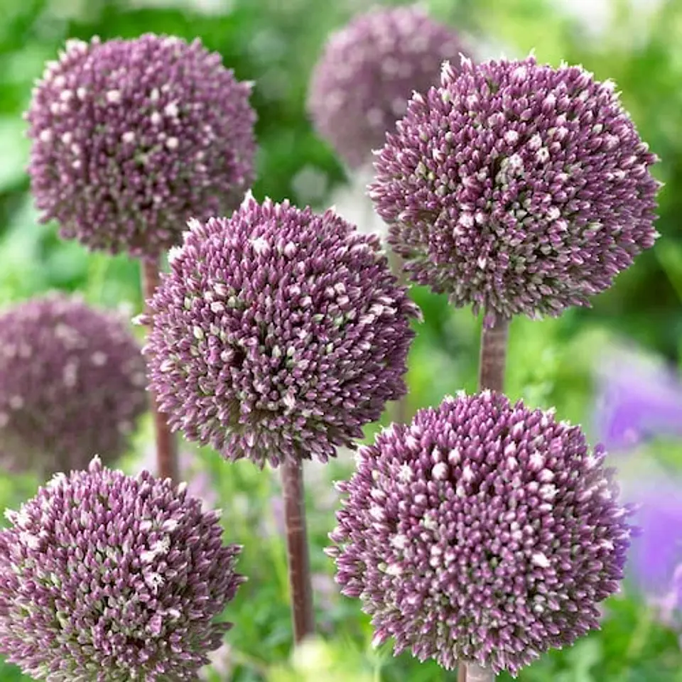 Allium Summer Drummer 1