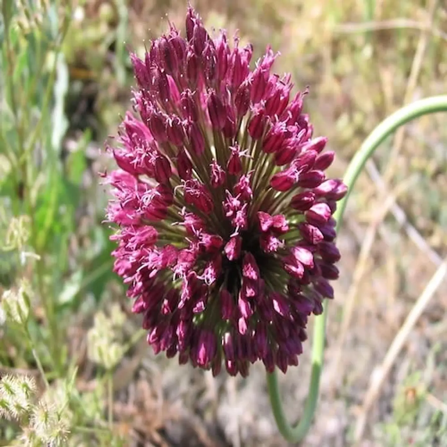 Allium Sphaerocephalon 1