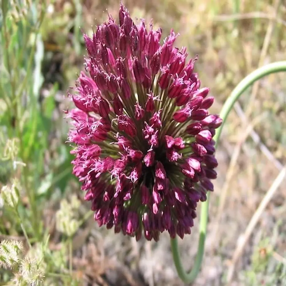 Allium Sphaerocephalon 1