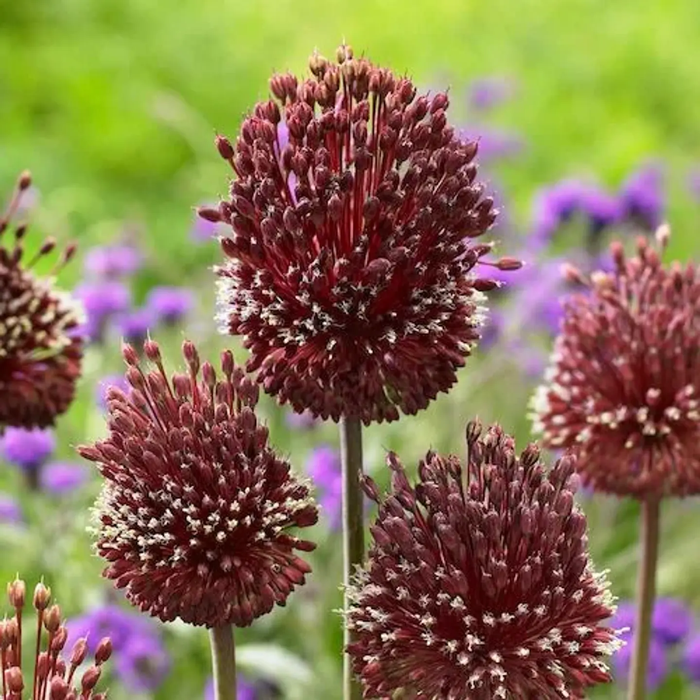 Allium Red Mohican 1
