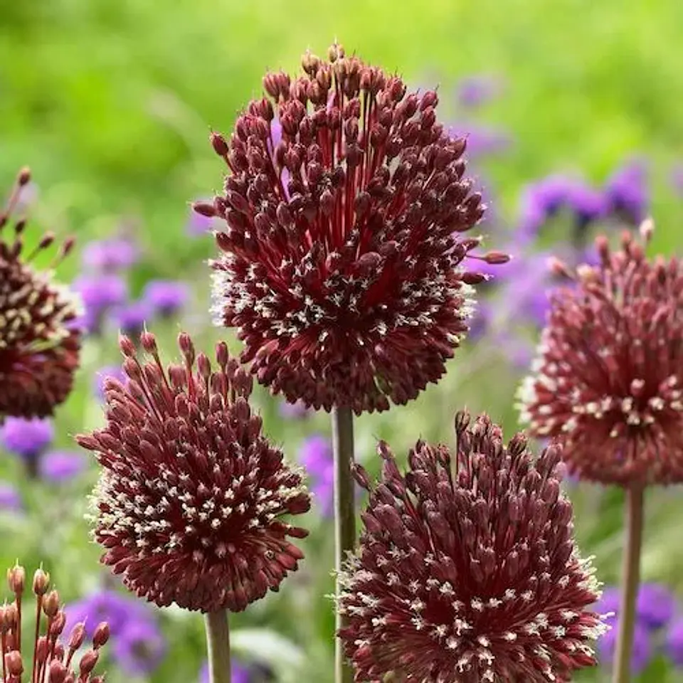 Allium Red Mohican 1