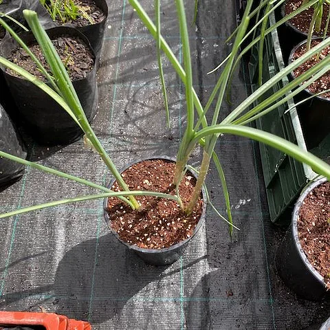 Allium Red Mohican