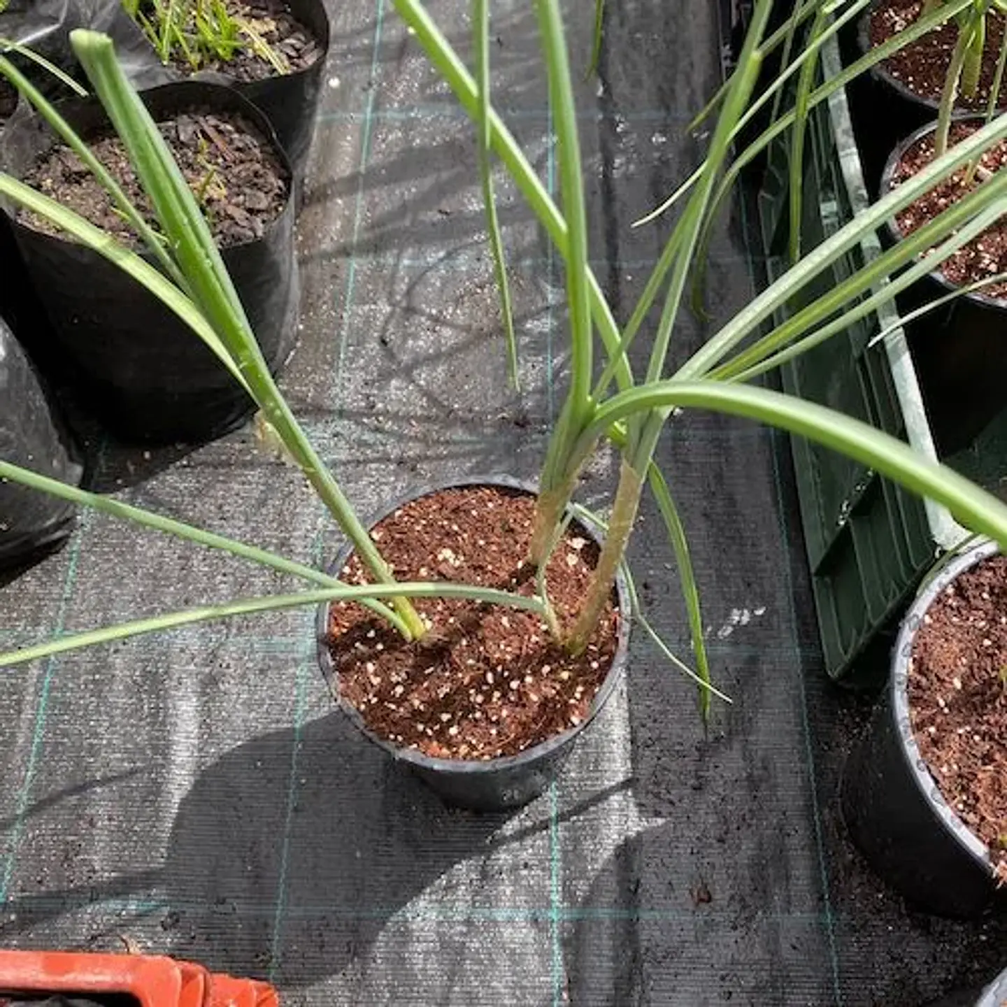 Allium Red Mohican 2