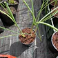 Allium Red Mohican - Miniatura 2
