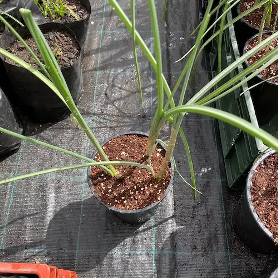 Allium Red Mohican 2
