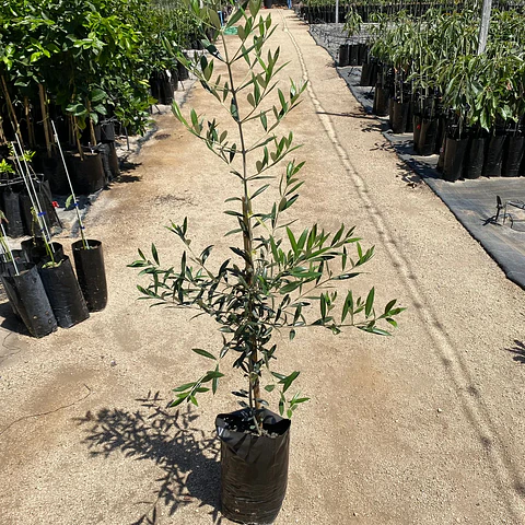 Olivo Arbequina