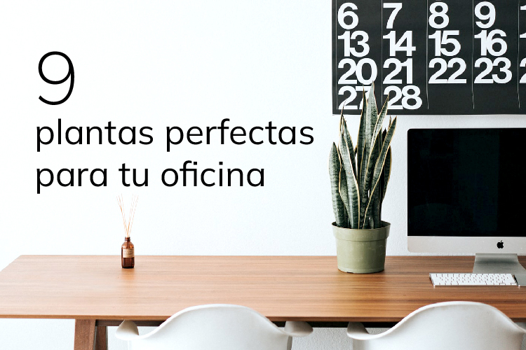 9 plantas perfectas para tener en tu oficina <br> y sus beneficios 