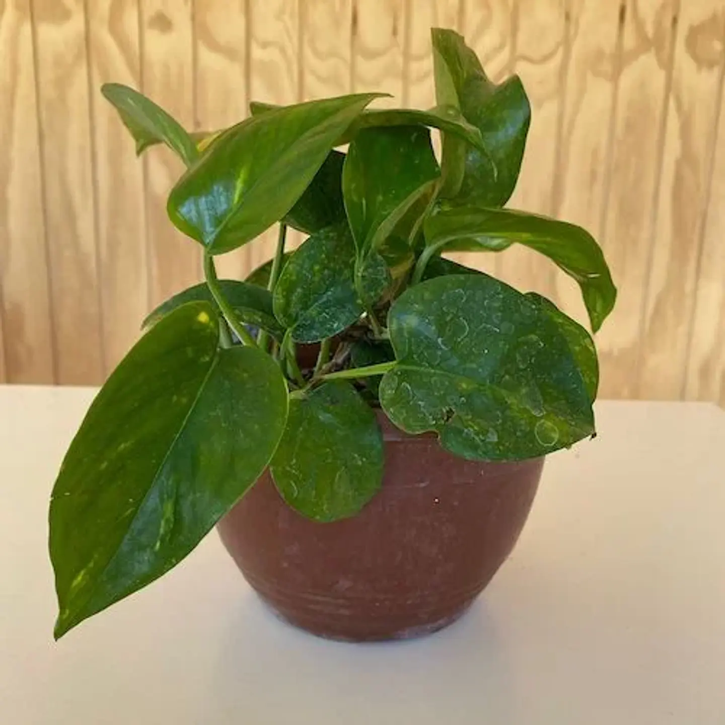 Scindapsus 1