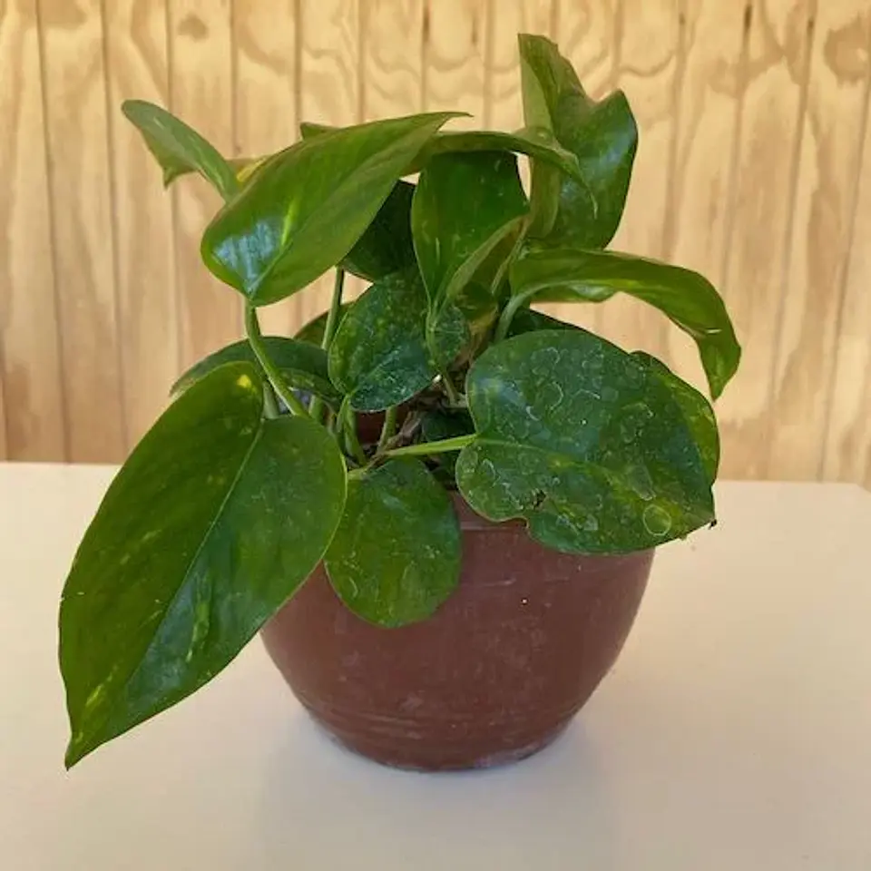 Scindapsus 1