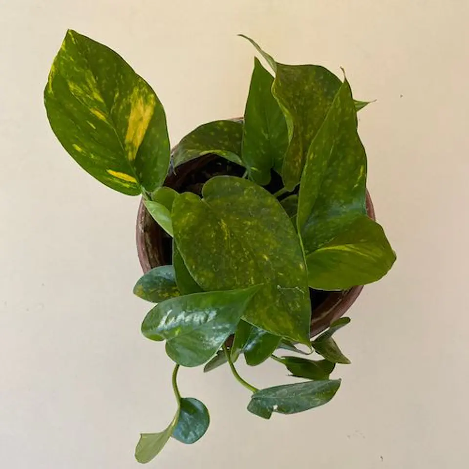 Scindapsus 2