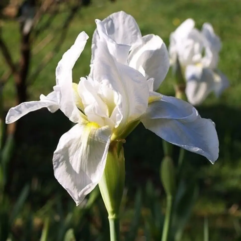 Lirio blanco (Iris germanica) 1