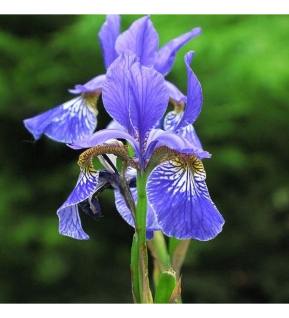 Iris Sibírica