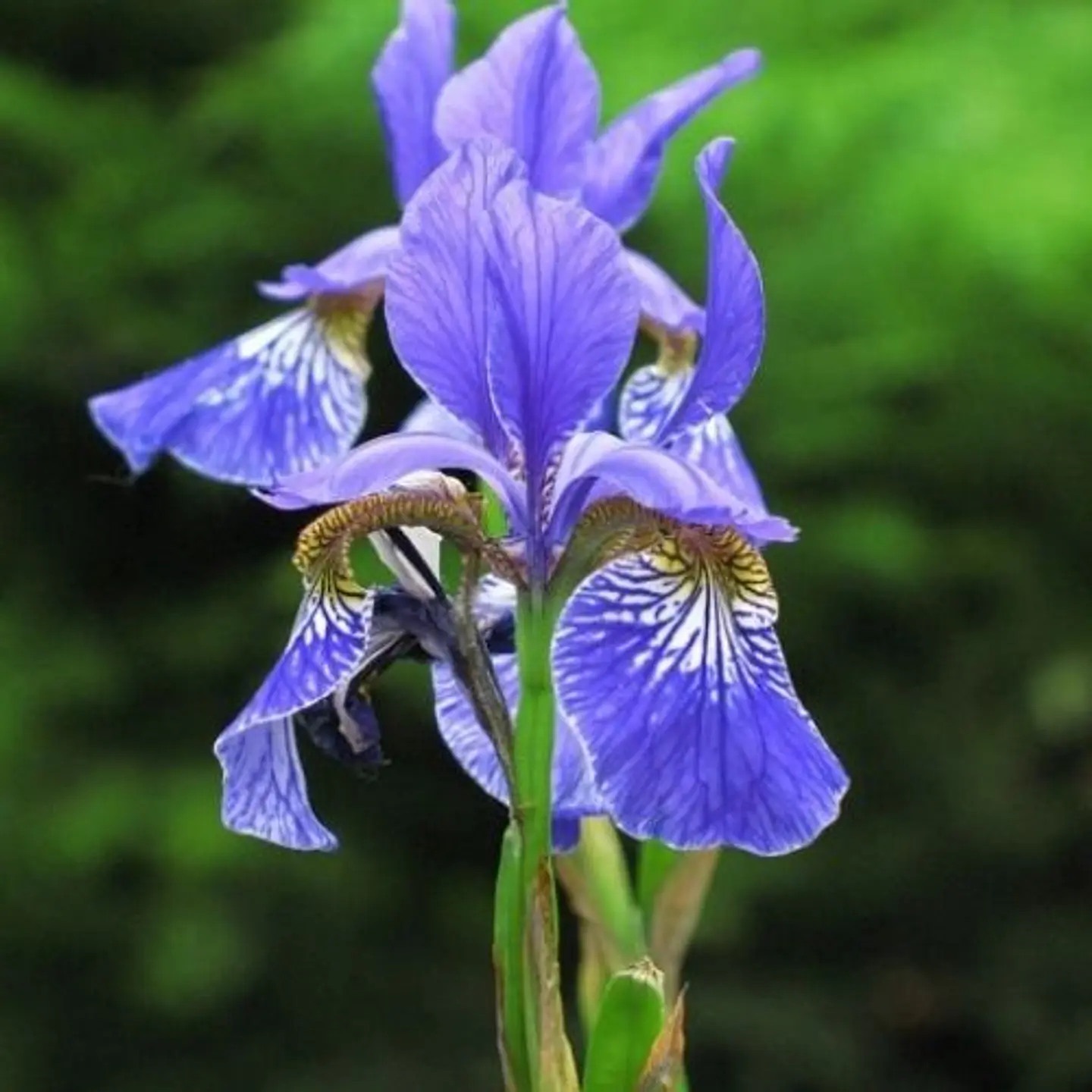 Iris Sibírica 3