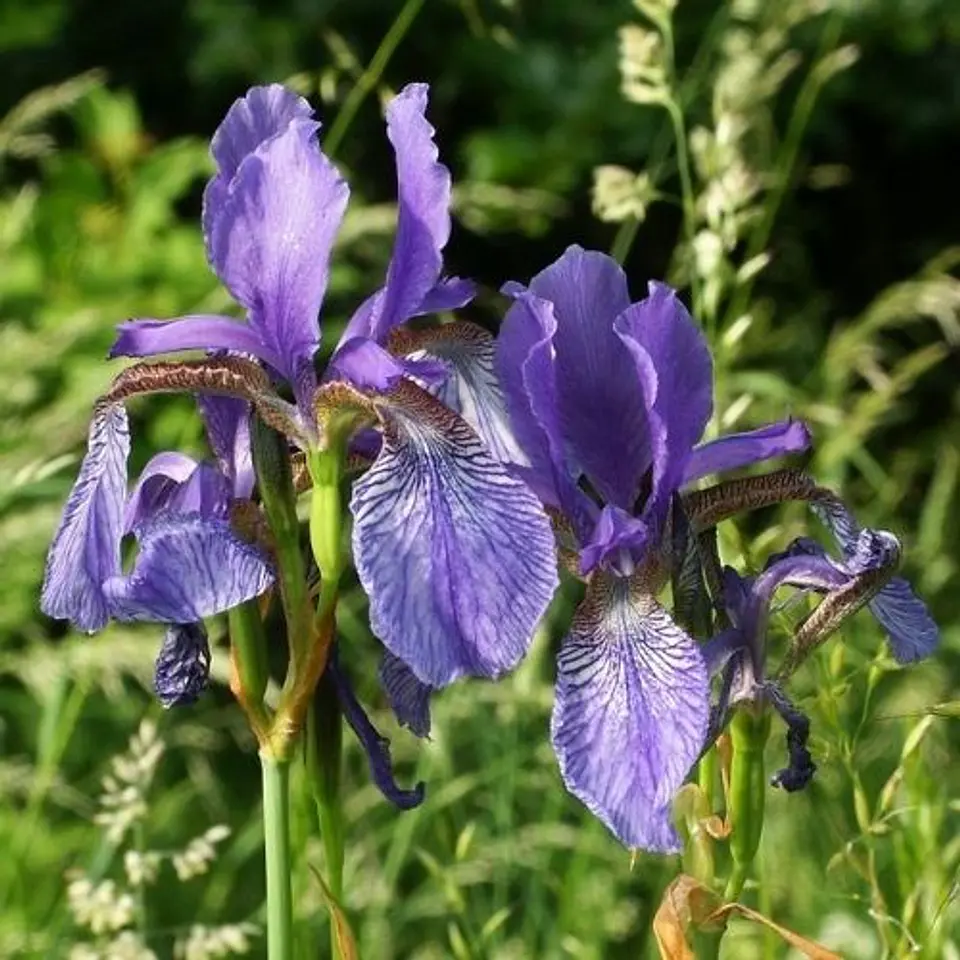 Iris Sibírica 4