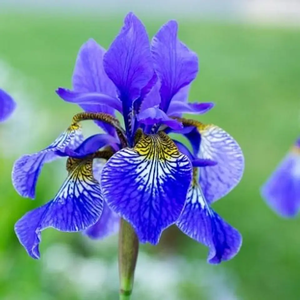 Iris Sibírica 5