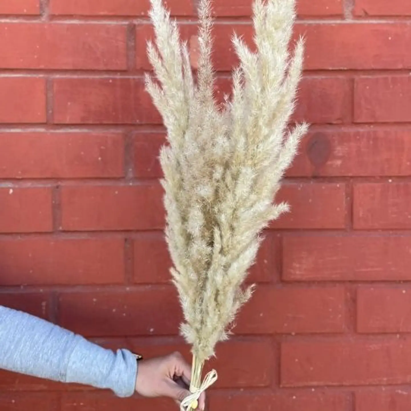 Pampas grass 1