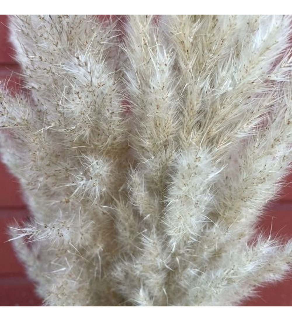 Pampas grass