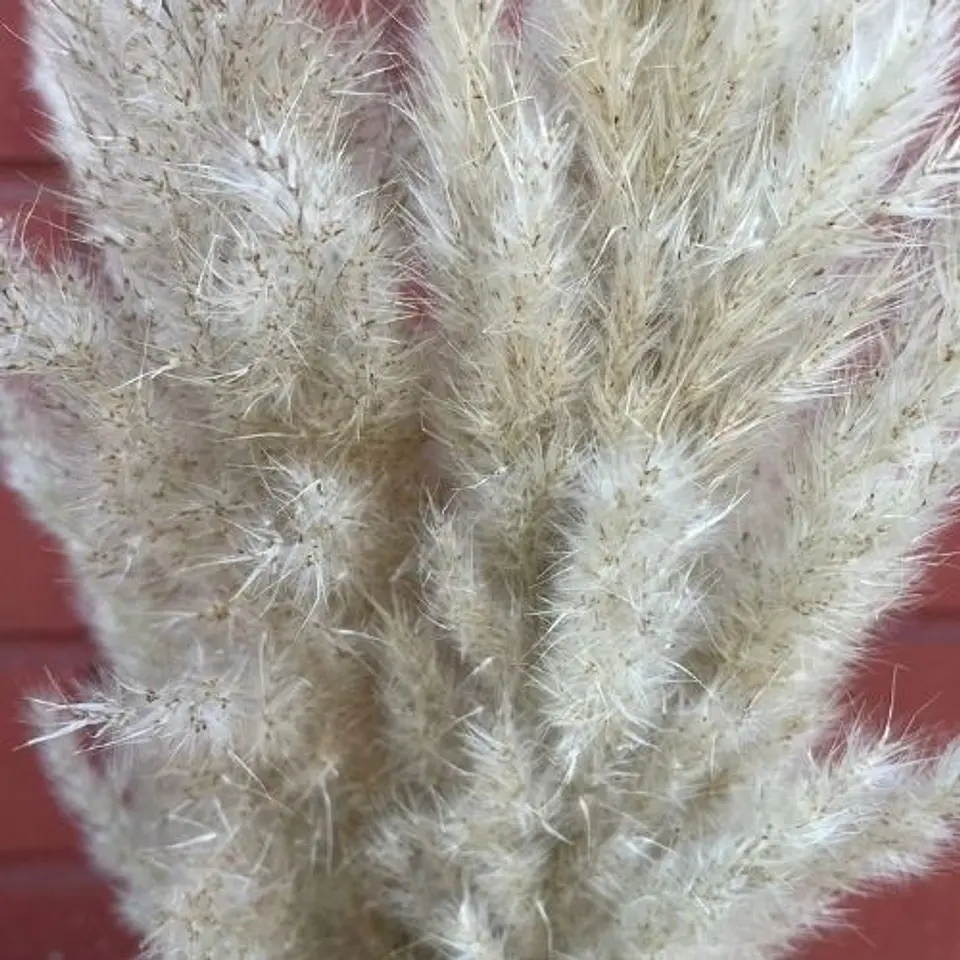 Pampas grass 2