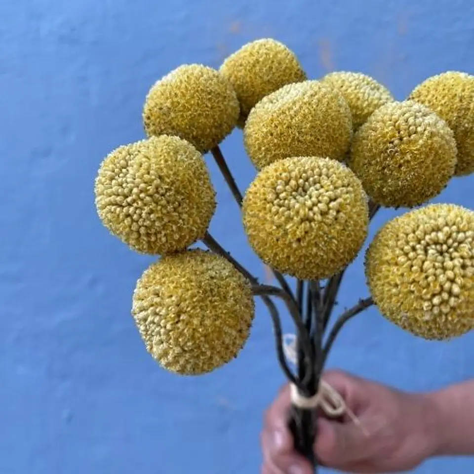 Craspedias 2