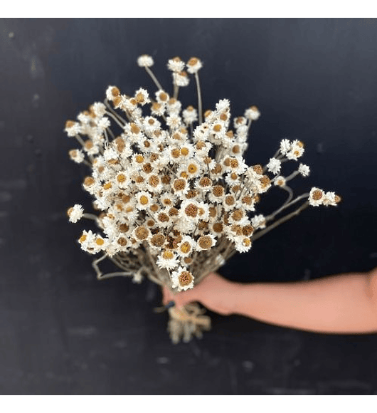 Country-living - Paquete de lavanda seca natural, ramo de flores  decorativas de terciopelo real recién cosechadas, ramo de flores  decorativas para
