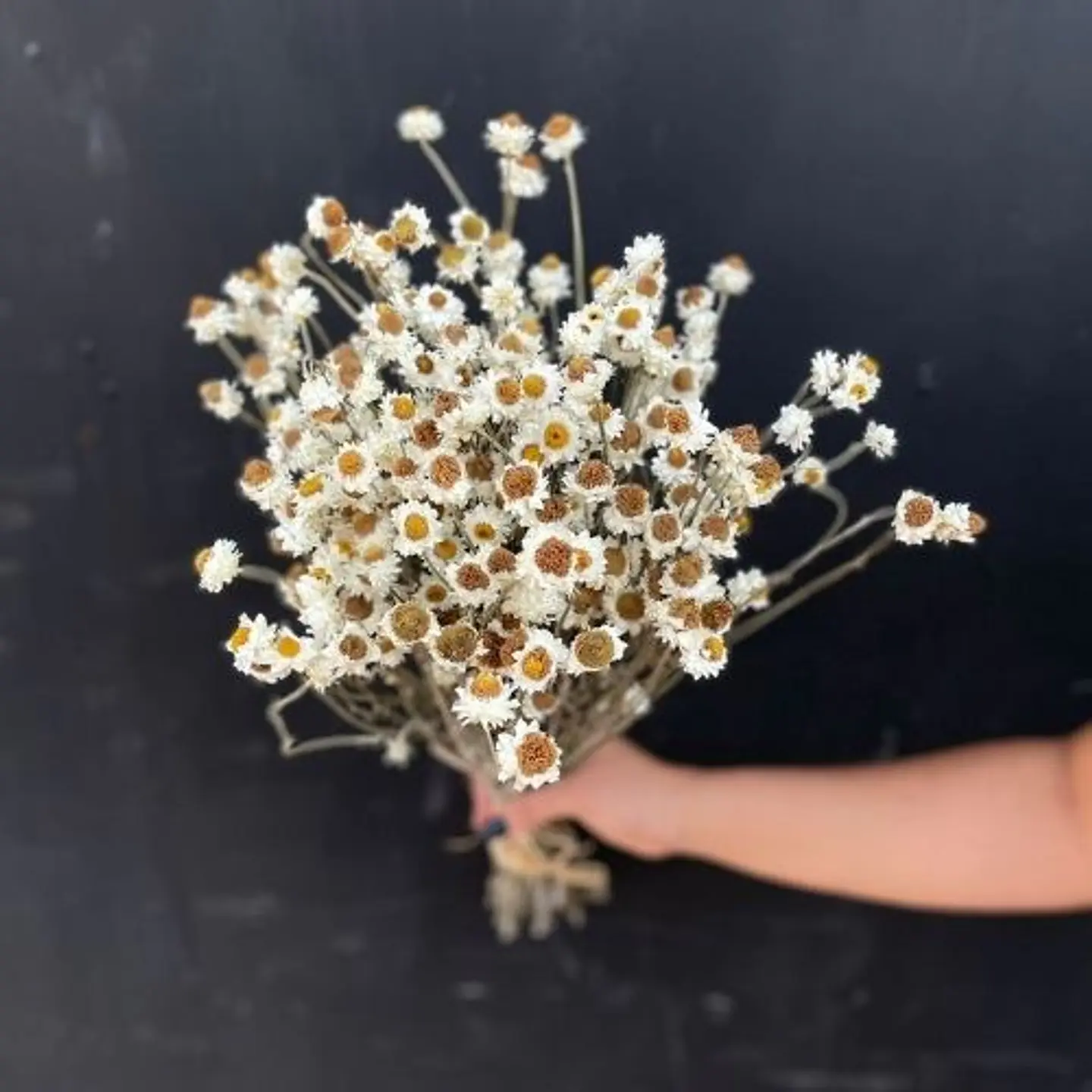 Ojito de ganso 1