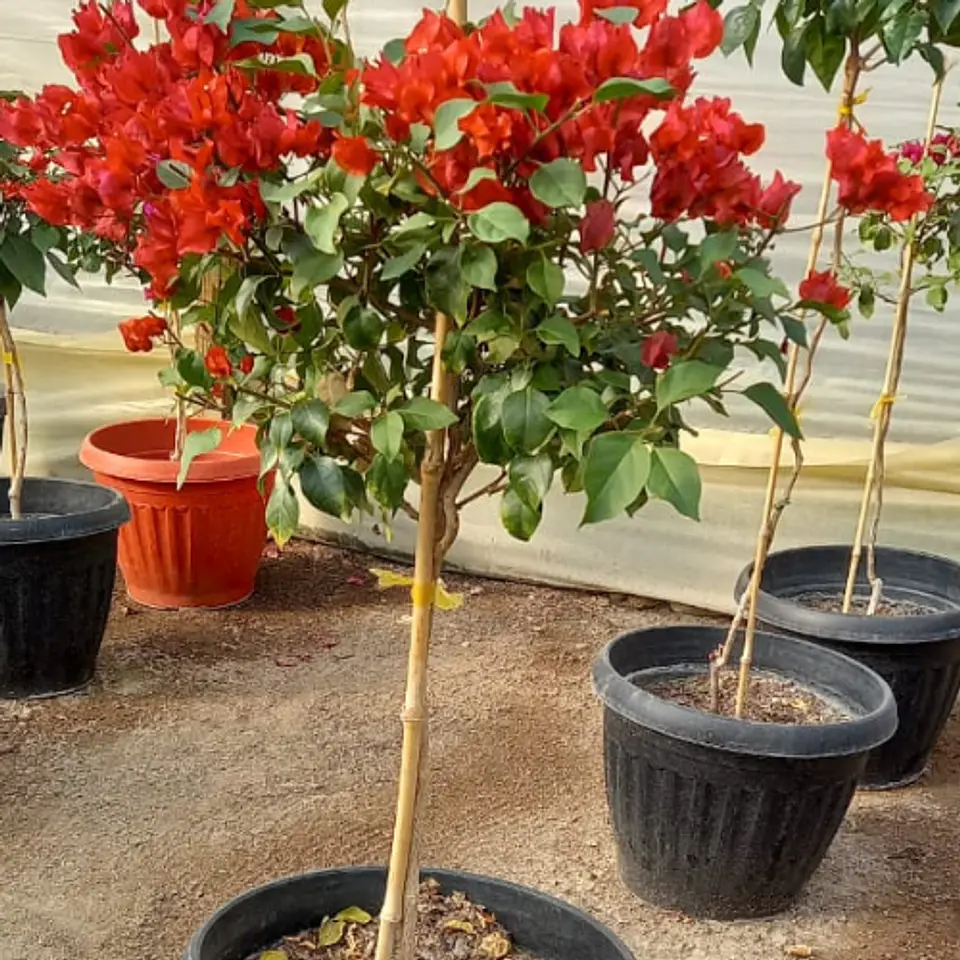 Bugambilia pie alto 2