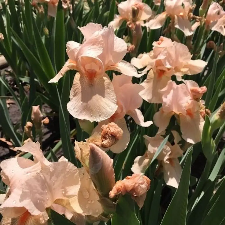 Lirio Second Look (Iris germanica) 1