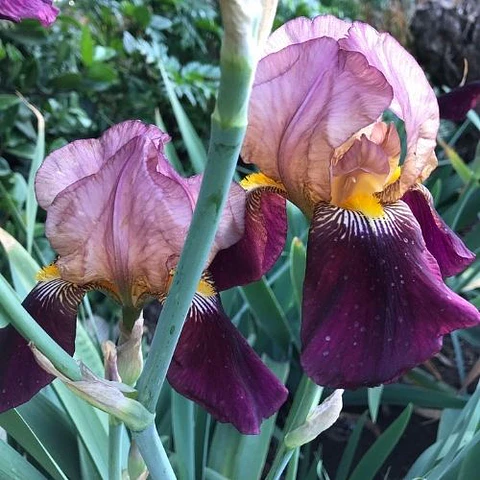 Lirio Indian Chief (Iris germanica)