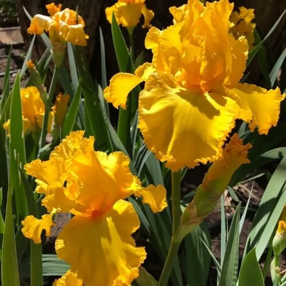 Lirio Throb (Iris germanica) 1