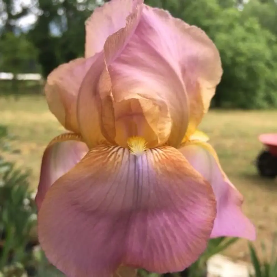 Lirio China Maid (Iris germanica) 1