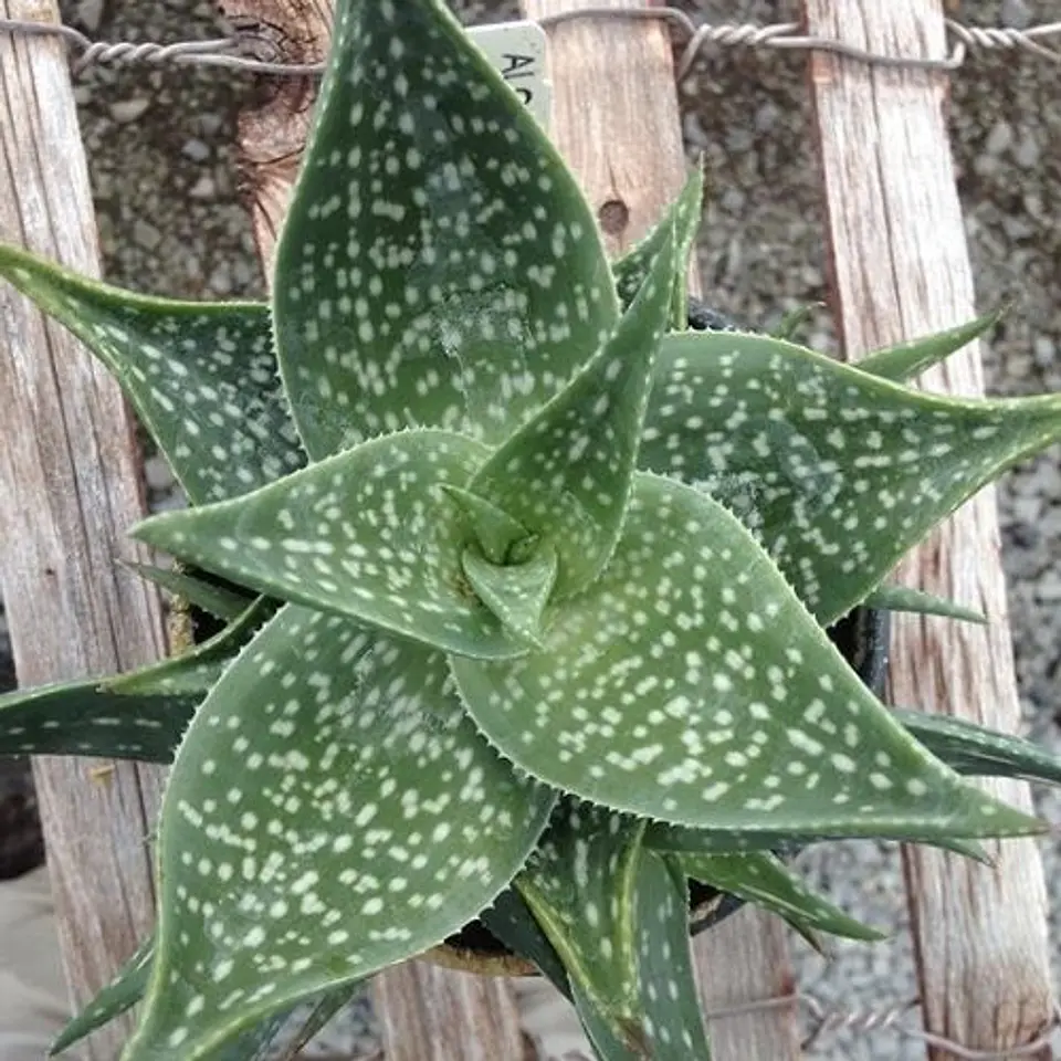 Aloe Deltoideodonta 1