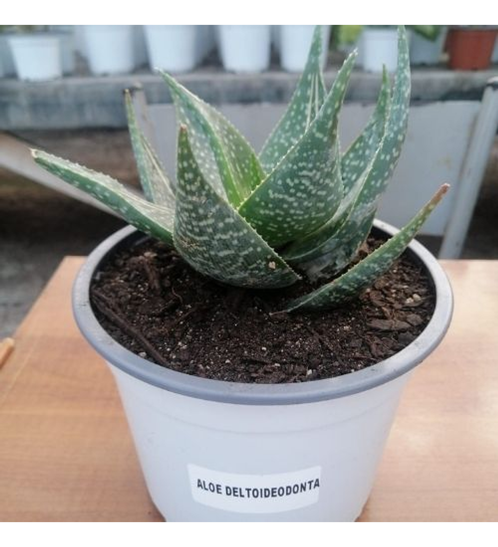 Aloe Deltoideodonta