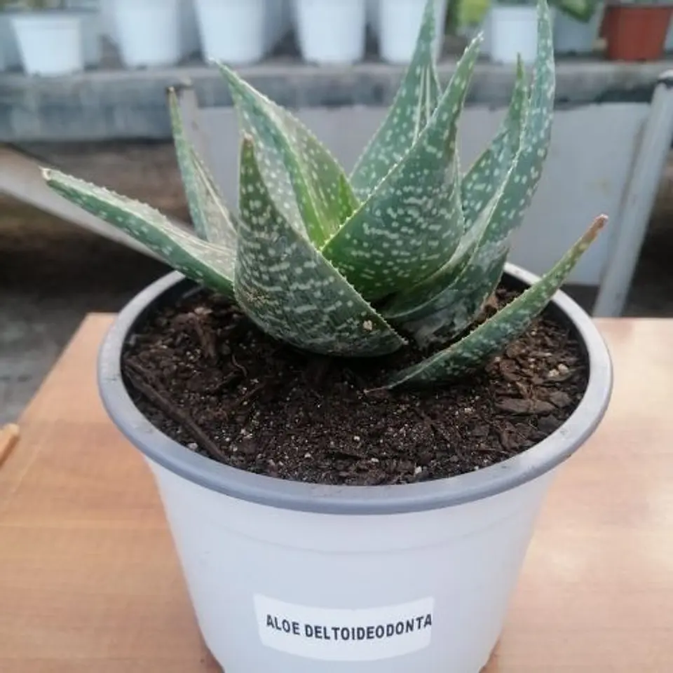 Aloe Deltoideodonta 2