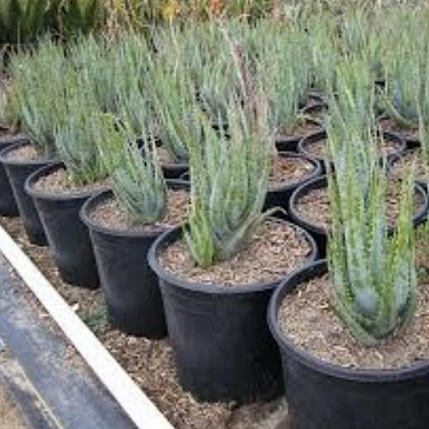 Aloe Blue Elf