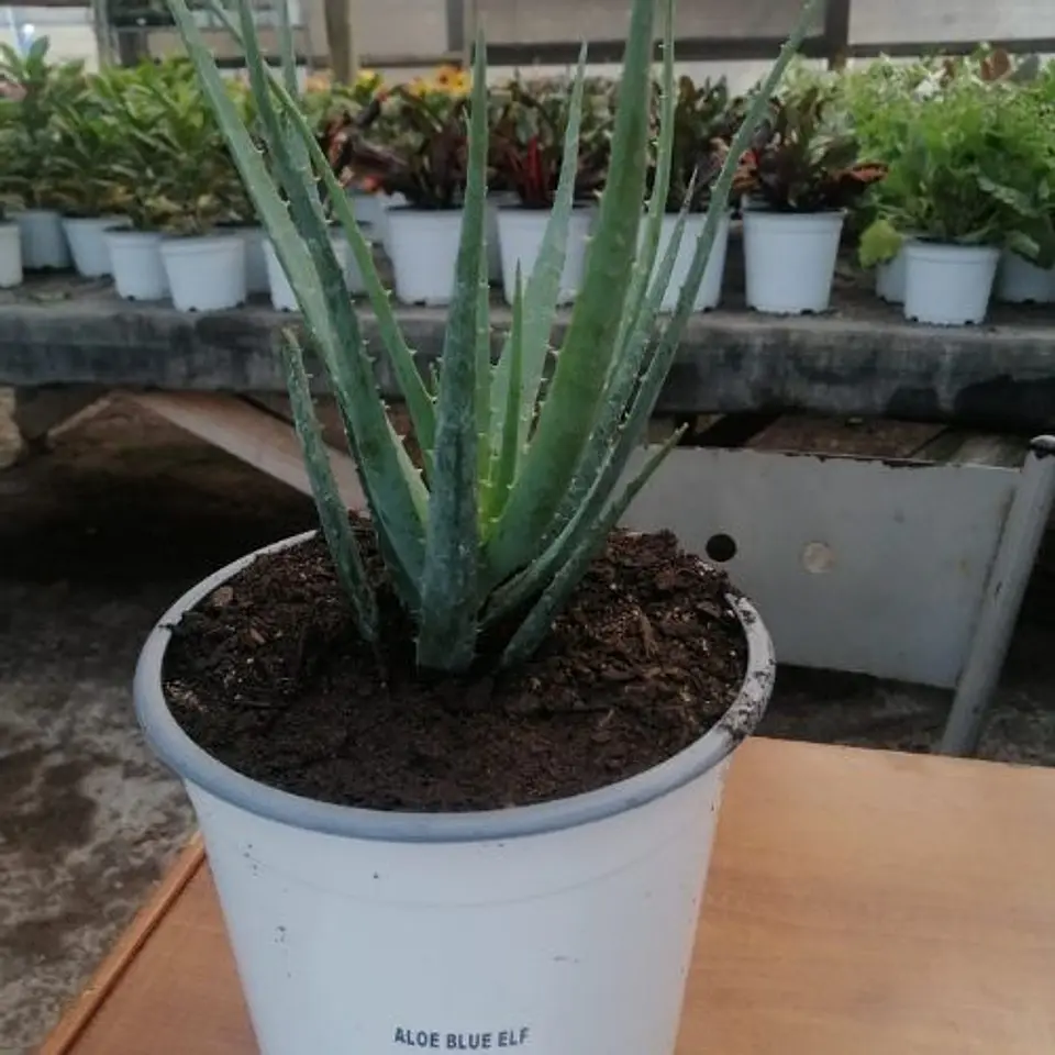 Aloe Blue Elf 2