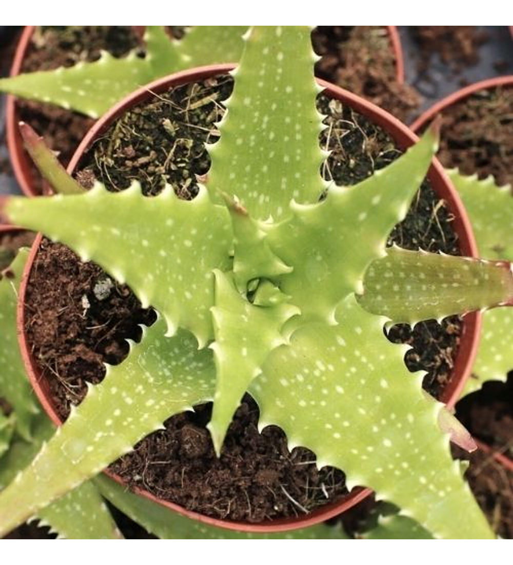 Aloe Dorotheae