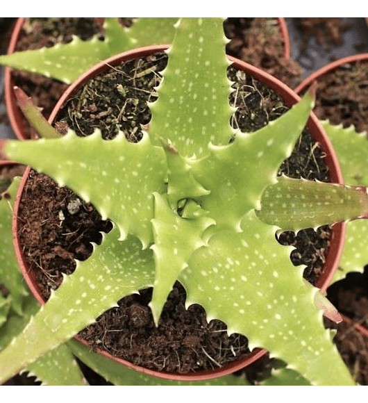 Aloe Dorotheae