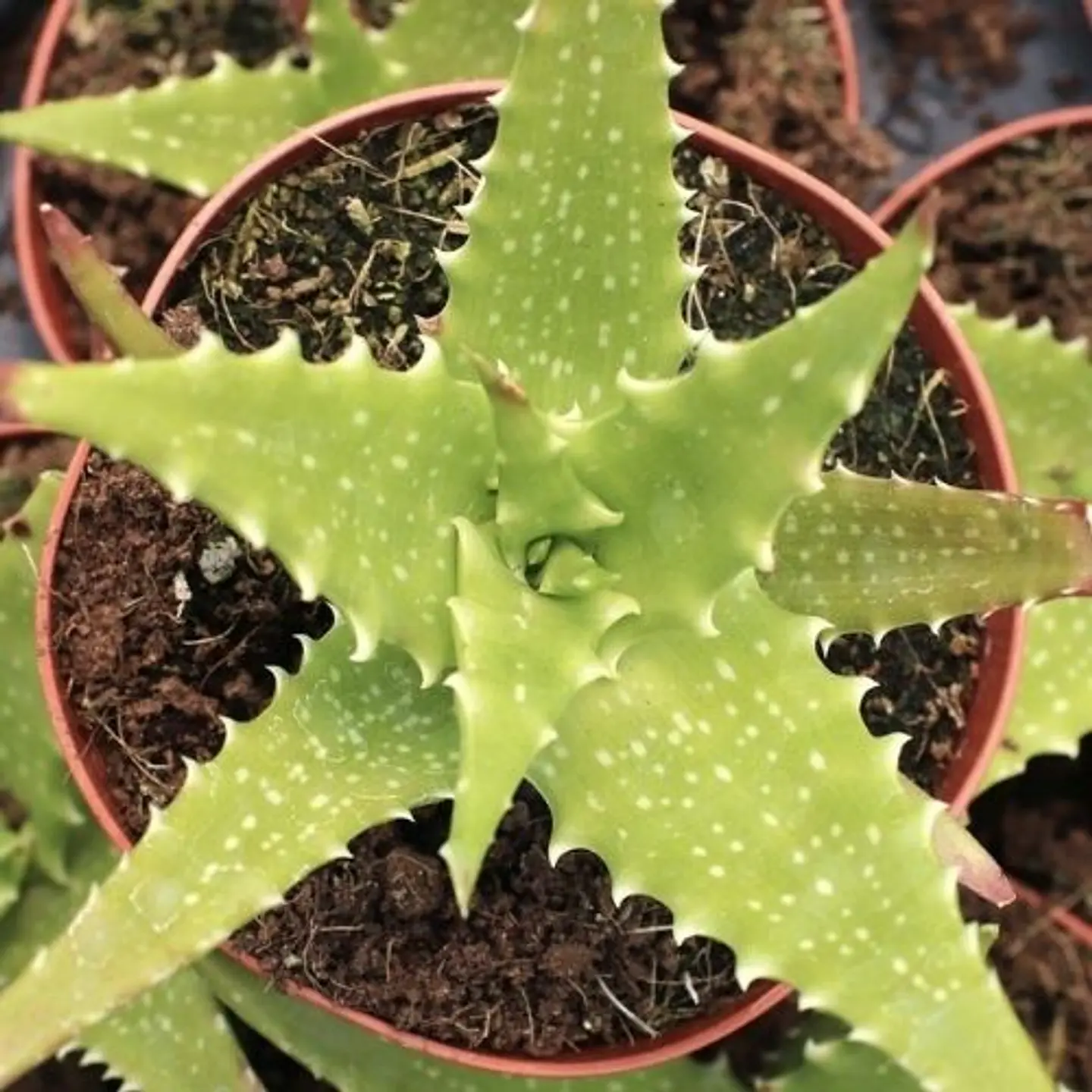 Aloe Dorotheae 1