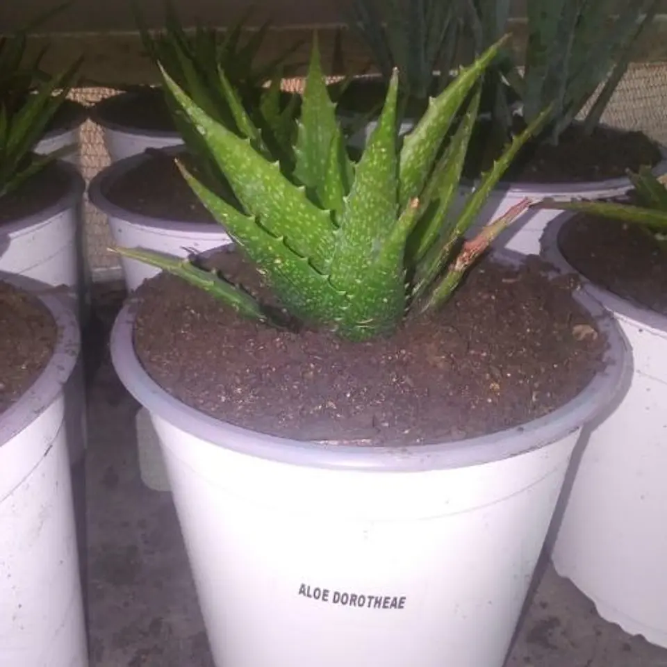 Aloe Dorotheae 2